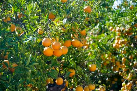 Oranges on a branch Stock Photos