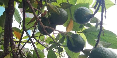 Oranges on the branch of the tree Stock Photos