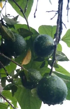 Oranges on the branch of the tree Stock Photos