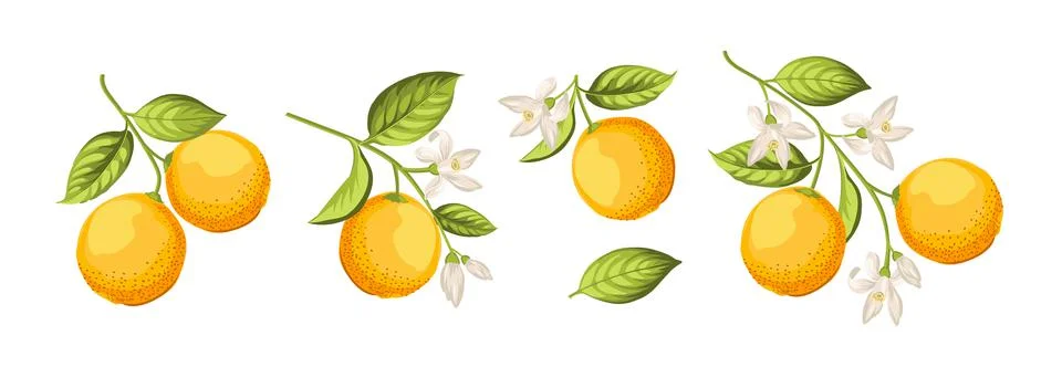 Oranges on branch on white background. Stock Illustration