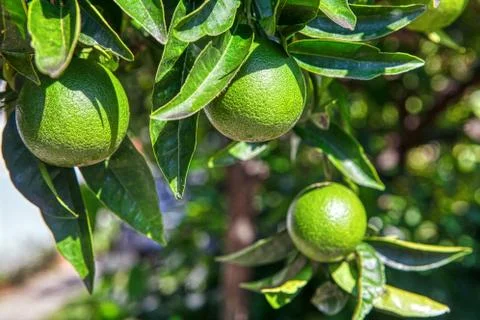 Oranges on the branches Stock Photos