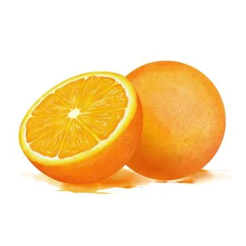 Oranges composition in watercolor. Stock Illustration