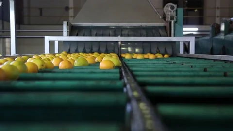 Oranges on conveyor after washing. Stock Footage 77063459