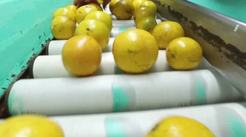 Oranges on a conveyor belt Stock Footage 57210627