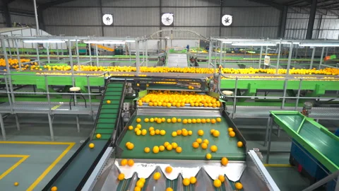 Oranges on Conveyor System in Modern Sorting Warehouse Stock Footage 337114677