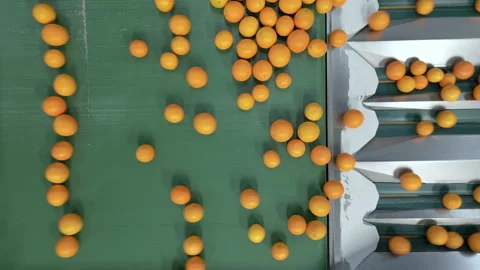 Oranges Distributing on Automated Green Sorting Lines in Packing Facility Vídeo Stock 337183842