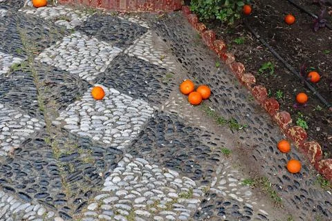 Oranges fallen from a tree on a diamond patterned pavement made from dark and Stock Photos