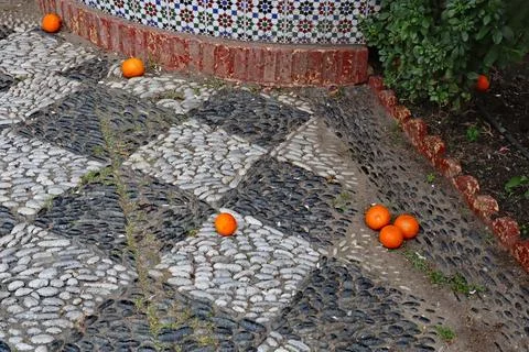 Oranges fallen from a tree on a diamond patterned pavement made from dark and Stock Photos