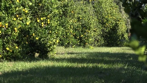 Oranges in a Florida citrus grove. Stock Footage 99519074