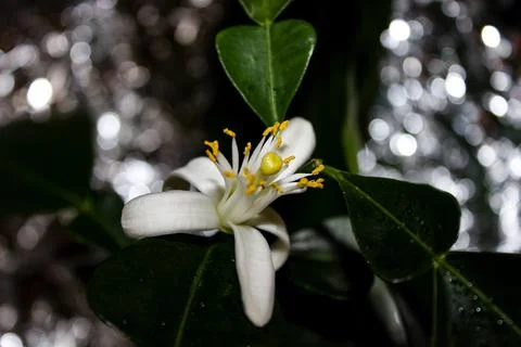 Orange's flower Stock Photos