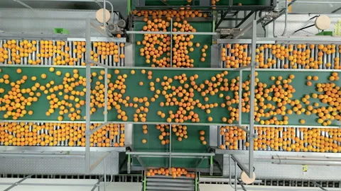 Oranges Flowing on Conveyor Belts in a High-Tech Packing Facility Stock Footage 337491869