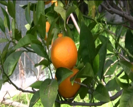 Oranges Stock Footage 602016