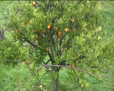 Oranges Stock Footage 602390