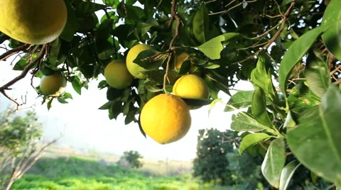 Oranges Stock Footage 1054651