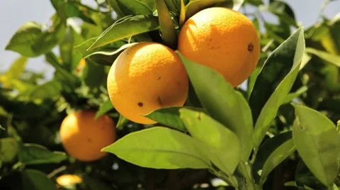 Oranges 스톡 동영상 7140746