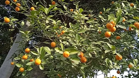 Oranges Stock Footage 147353820