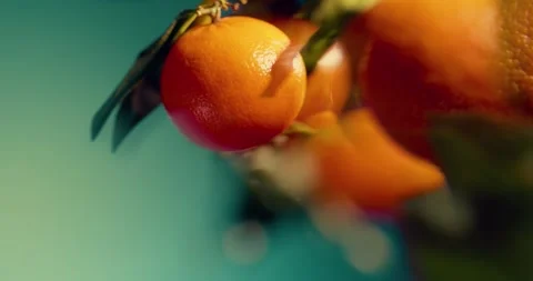 Oranges fruit branch Stock Footage 325050985