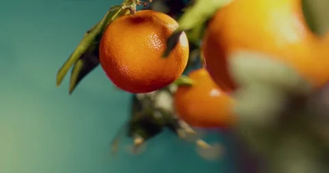 Oranges fruit branch Stock Footage 325050986
