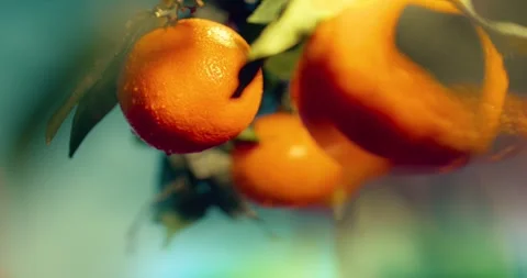 Oranges fruit branch Stock Footage 325050988