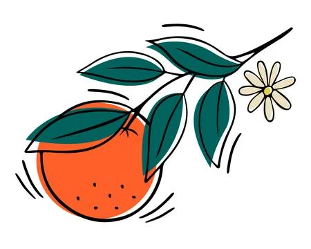 Oranges fruit hand drawn illustration with doodle Stock Illustration