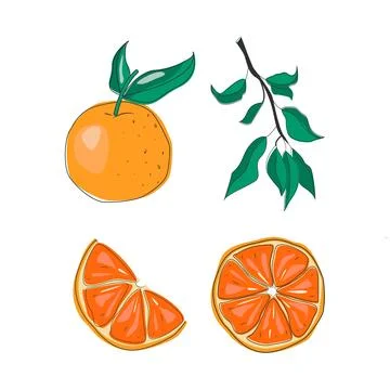 Oranges fruit vector Illustrazione stock