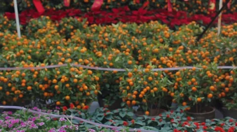 Oranges fruits at tangerine trees, chinese new year Stock-Footage 59134558