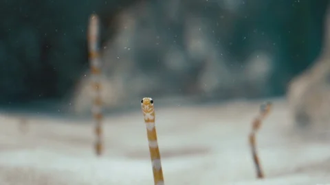 Oranges garden eels are moving out of sand Video stock 102942188