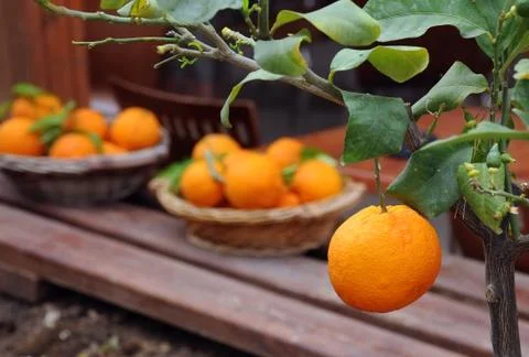 Oranges in the garden Stock Photos