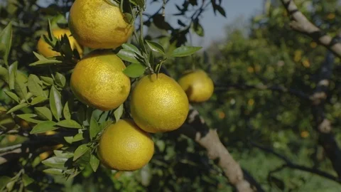 Oranges - Green Oranges Video stock 92695335