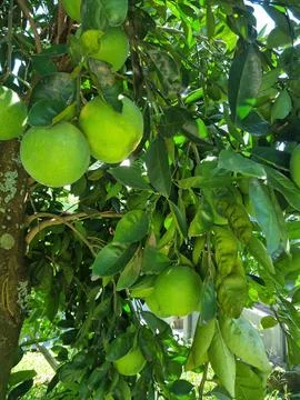 Oranges on a Green Tree Stock Photos