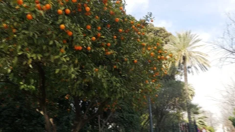 Oranges grow on tree Stock Footage 87686703
