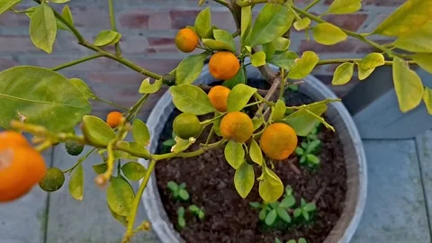 Oranges growing on a citrus tree in a pot Stock Footage 344236947