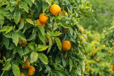 Oranges growing in orchard Stock Photos