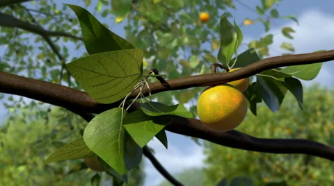 Oranges Growing Timelapse Vídeo Stock 42851294