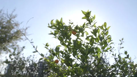 Oranges Growing on Tree in Florida Stock Footage 141080690