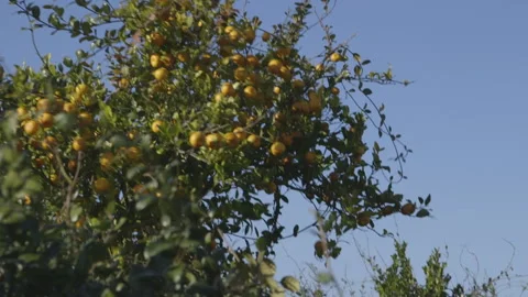 Oranges Growing on Tree in Florida Video stock 141080950