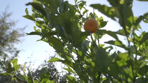 Oranges Growing on Tree in Florida Stock Footage 141081209