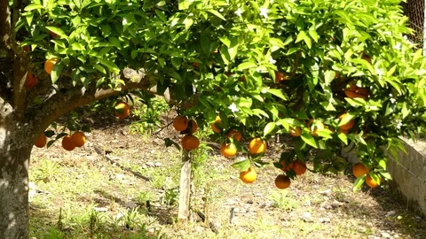 Oranges growing on a tree in the southern province of Spain. Stock Footage 118905498