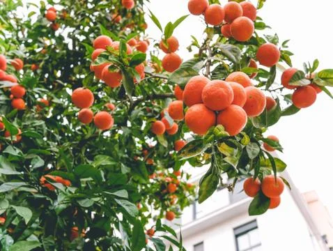 Oranges growing on the tree in Spain Stock Photos