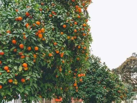 Oranges growing on the tree in Spain Stock Photos