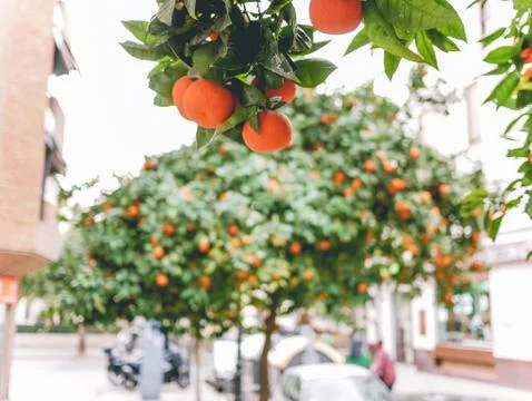 Oranges growing on the tree in Spain Stock Photos