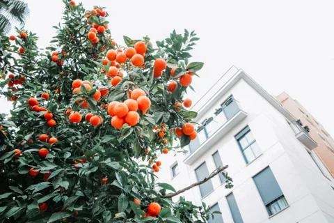 Oranges growing on the tree in Spain Stock Photos