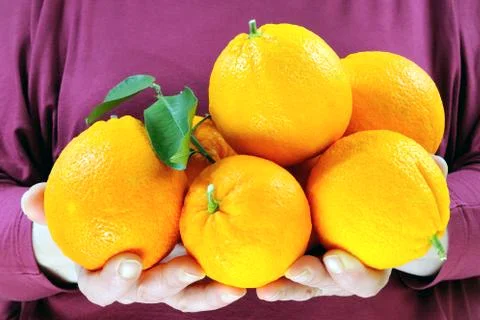 Oranges in the hands Stock-Fotos