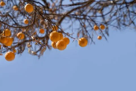 Oranges hang on dry branches without leaves against a blue sky. Concept of Stock Photos