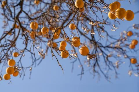 Oranges hang on dry branches without leaves against a blue sky. Concept of Stock Photos