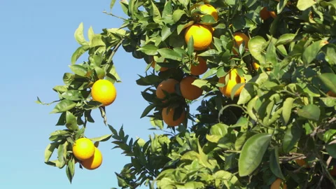 Oranges hanging between green leaves. Stock Footage 214336207