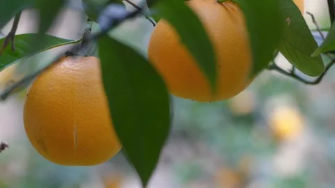 Oranges hanging on branch Stock Footage 85663583