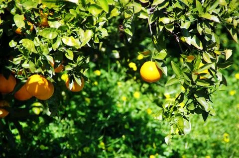 Oranges hanging on branch Stock Photos