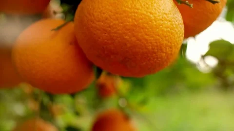 Oranges hanging on branches fruit orchard close up. Orange fruit tree background Stock Footage 82809684