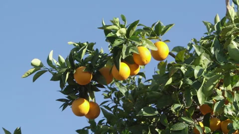 Oranges hanging in an orange tree between green leaves Stock Footage 214333952